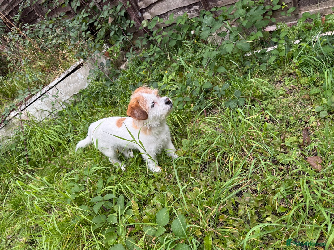 Jack Russell dogs for sale: Jack Russell  - Image 4