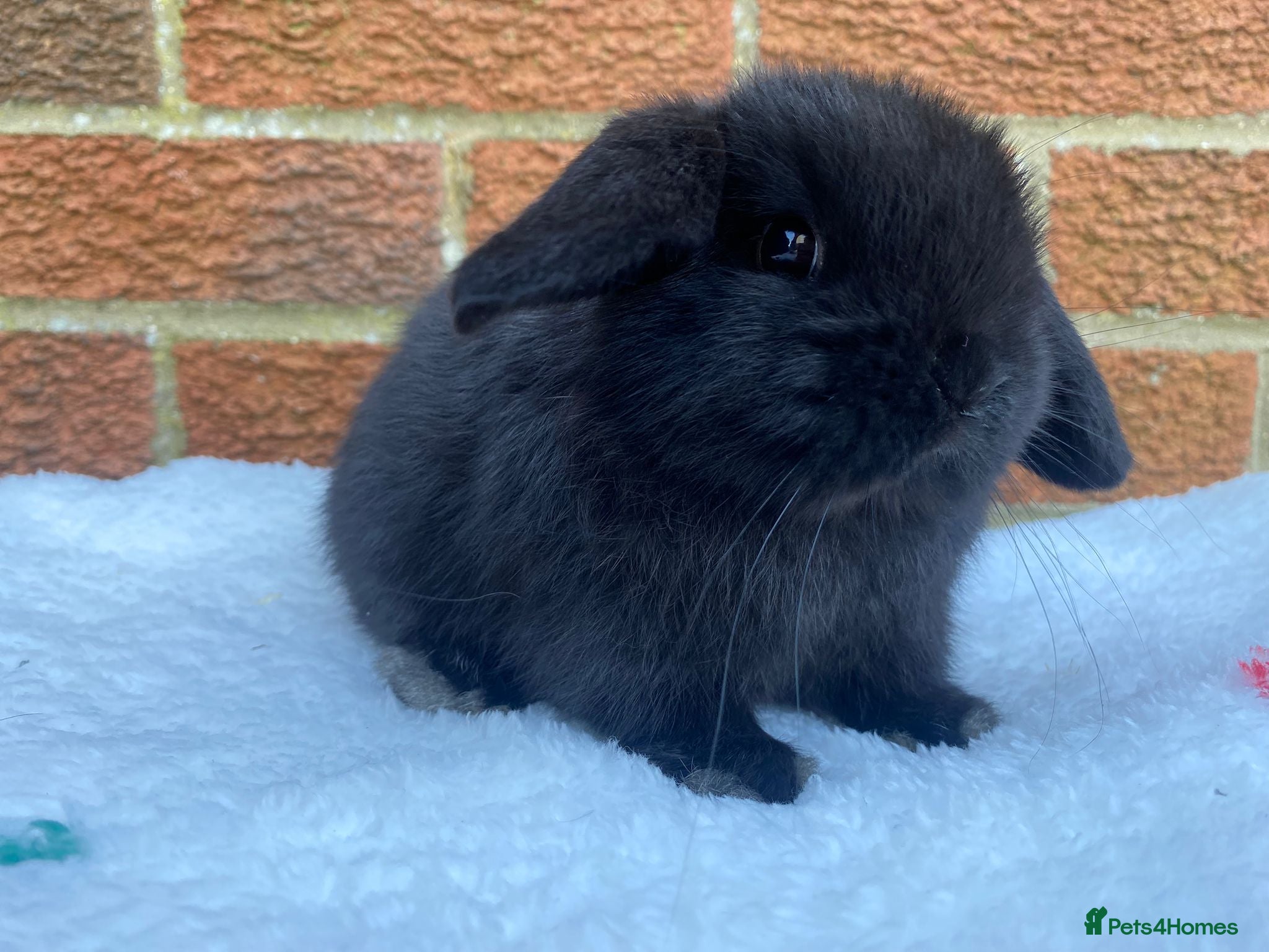 Mini Lop rabbits Mini lops ready now  - Advert 16