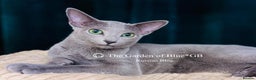 Russian Blue cats for sale: Adorable 6-Month-Old Russian Blue Kittens - Advert 6