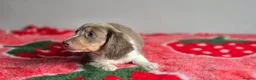 Dachshund dogs for sale: Beautiful Miniature Dachshund  - Advert 24