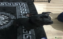 American Bull Staffy dogs for sale: 54 greenwood road merton mitcham - Image 2