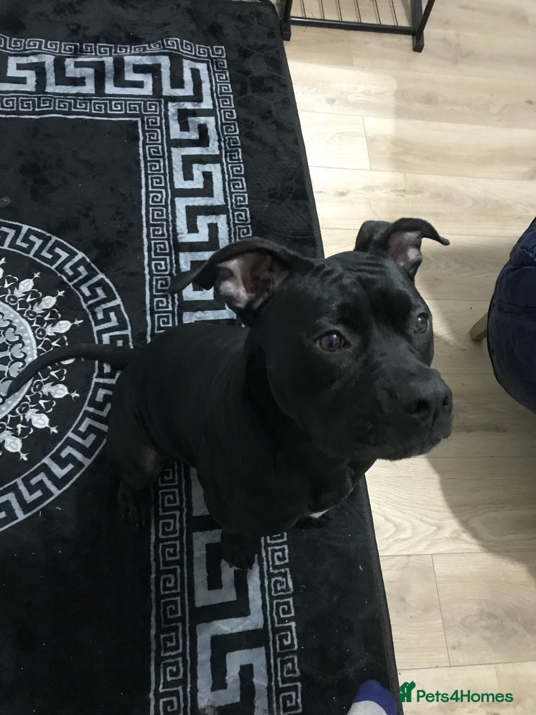 American Bull Staffy dogs for sale: 54 greenwood road merton mitcham - Image 2