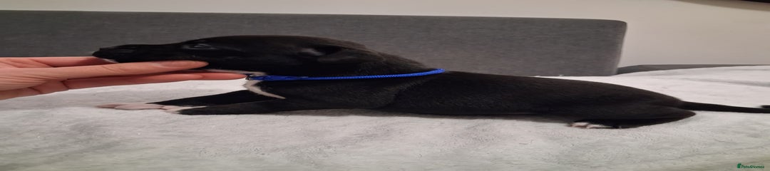 Staffordshire Bull Terrier Puppy 6