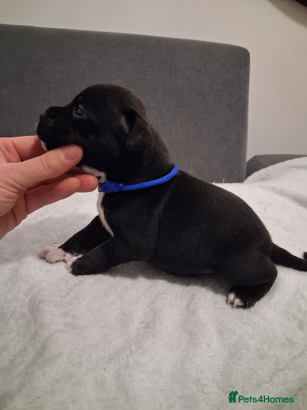 Staffordshire Bull Terrier dogs for sale: Show quality Staffordshire Bull Terrier - Advert 30