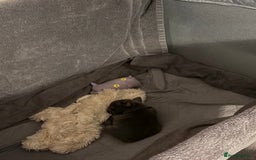 French Bulldog dogs for sale: French Blue Bulldog  - Image 6