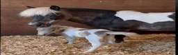 Miniature horses for sale: Reg American Miniature Horse Filly - Advert 4