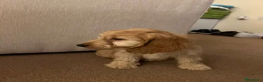 Cockapoo Puppy 5