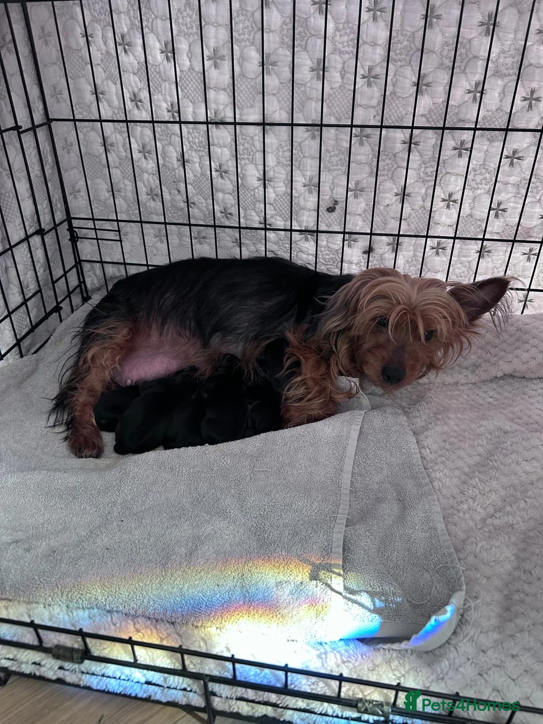 Yorkshire Terrier dogs for sale: Yorkshire terrier puppies  in Dagenham - Advert 2
