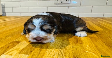 Cocker Spaniel dogs - Advert 2