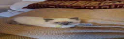 Ragdoll cats for sale: Ragdoll kittens  - Advert 1