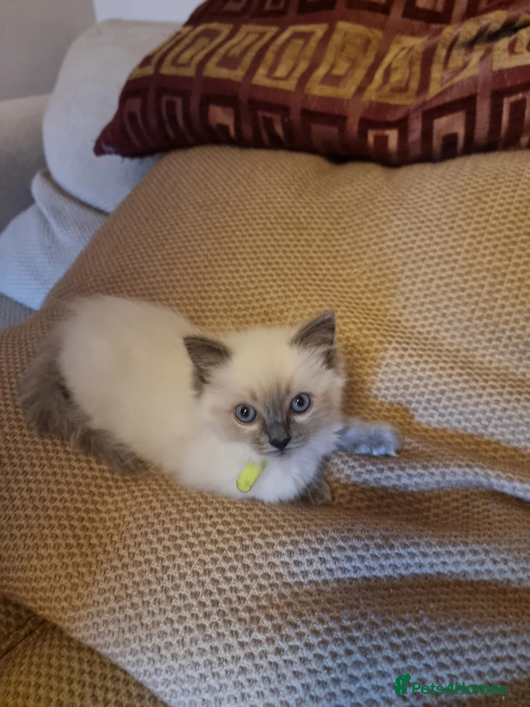 Ragdoll cats for sale: Ragdoll kittens  - Advert 1