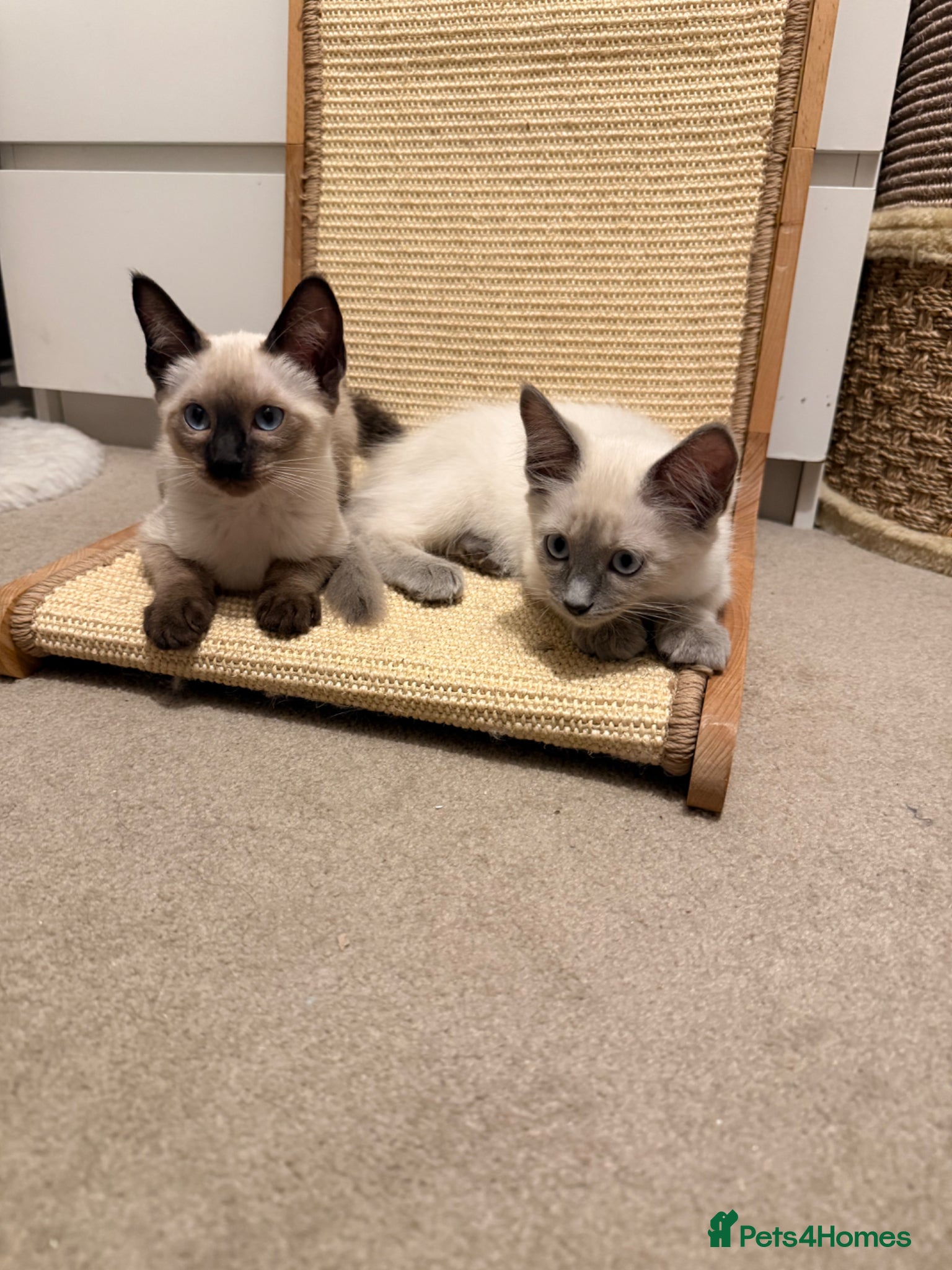 Ragamese cats Beautiful Ragamese kittens - Advert 2