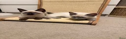 Ragamese cats for sale: Beautiful Ragamese kittens - Advert 1