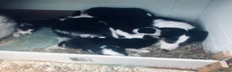 Border Collie dogs for sale: Puppies - Advert 3