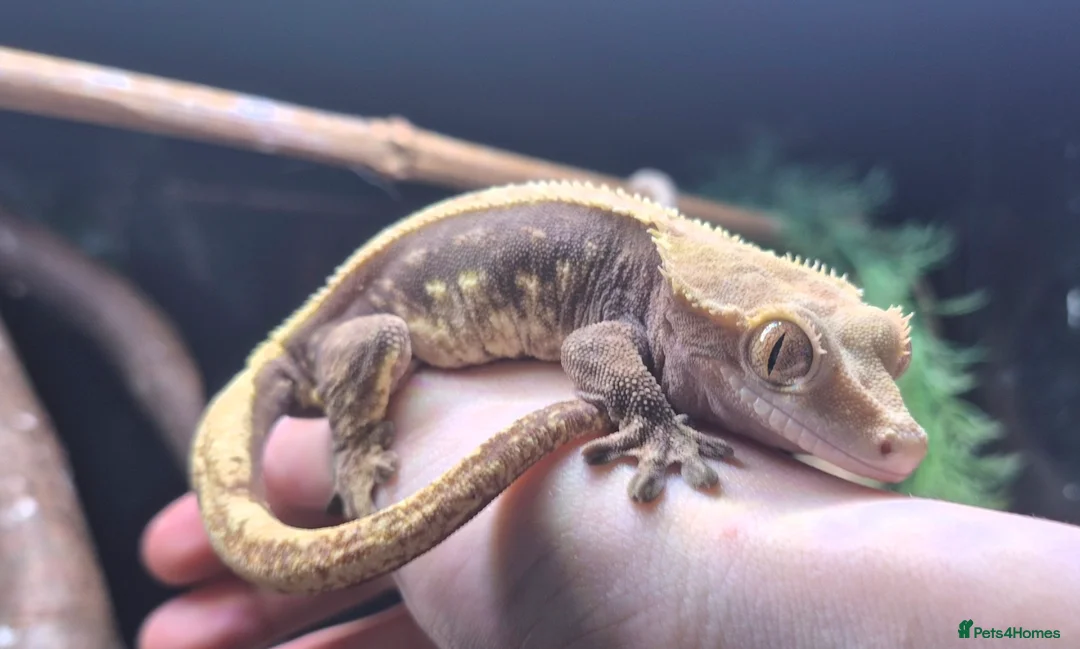 Gecko reptiles for sale: Beautiful Female Crested Gecko with full set up 🌿 - Advert 2
