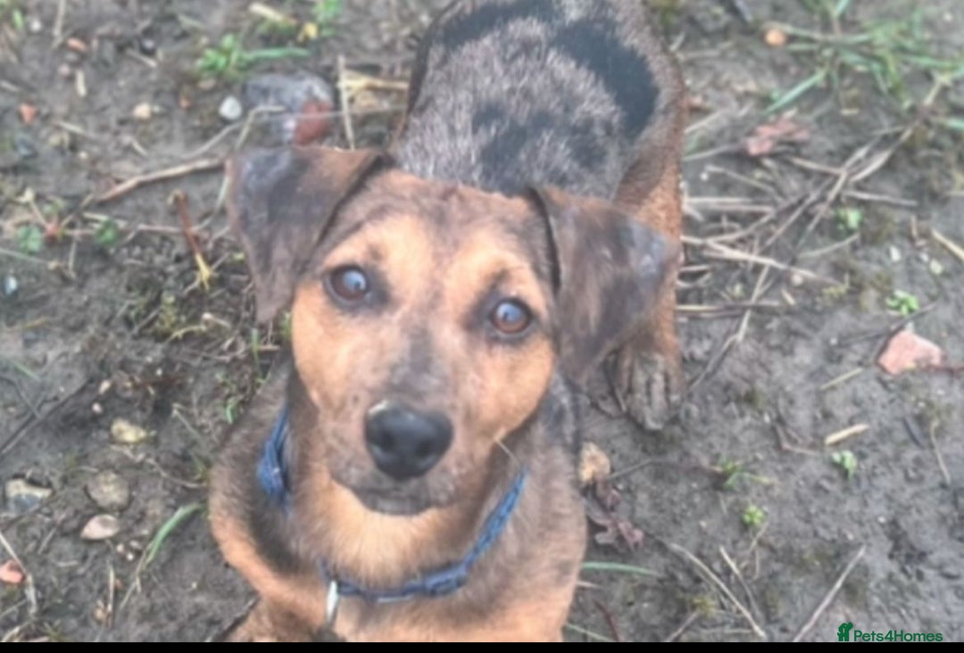 Jack Russell dogs for sale: 3 beautiful Jack Russell’s left 1 girl 2 boys  - Image 19