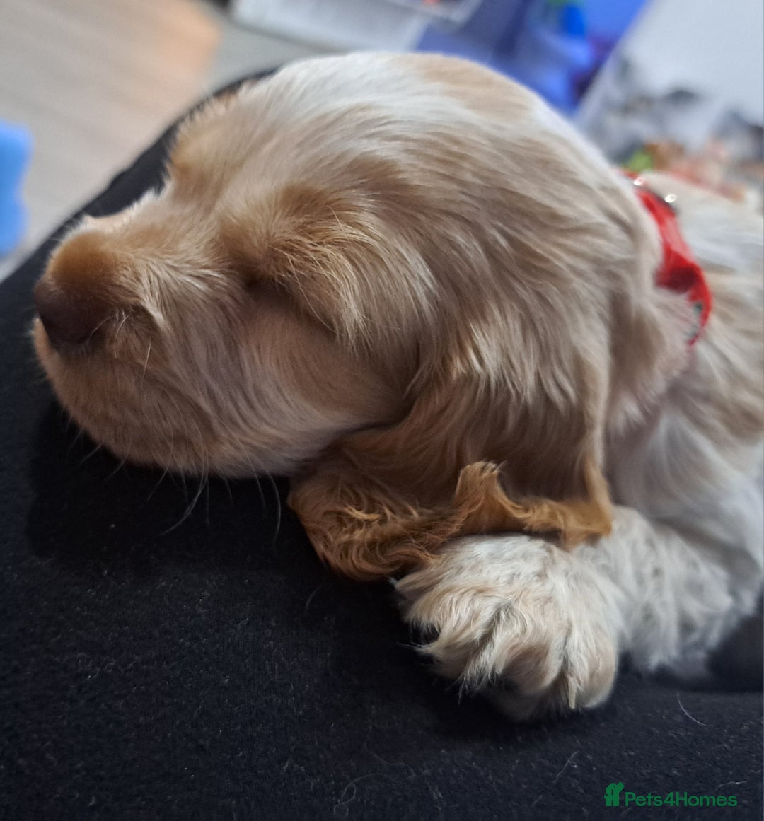 Cocker Spaniel dogs for sale: Cocker spaniel/show - Advert 1