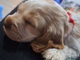 Cocker Spaniel dogs Cocker spaniel/show - Advert 2