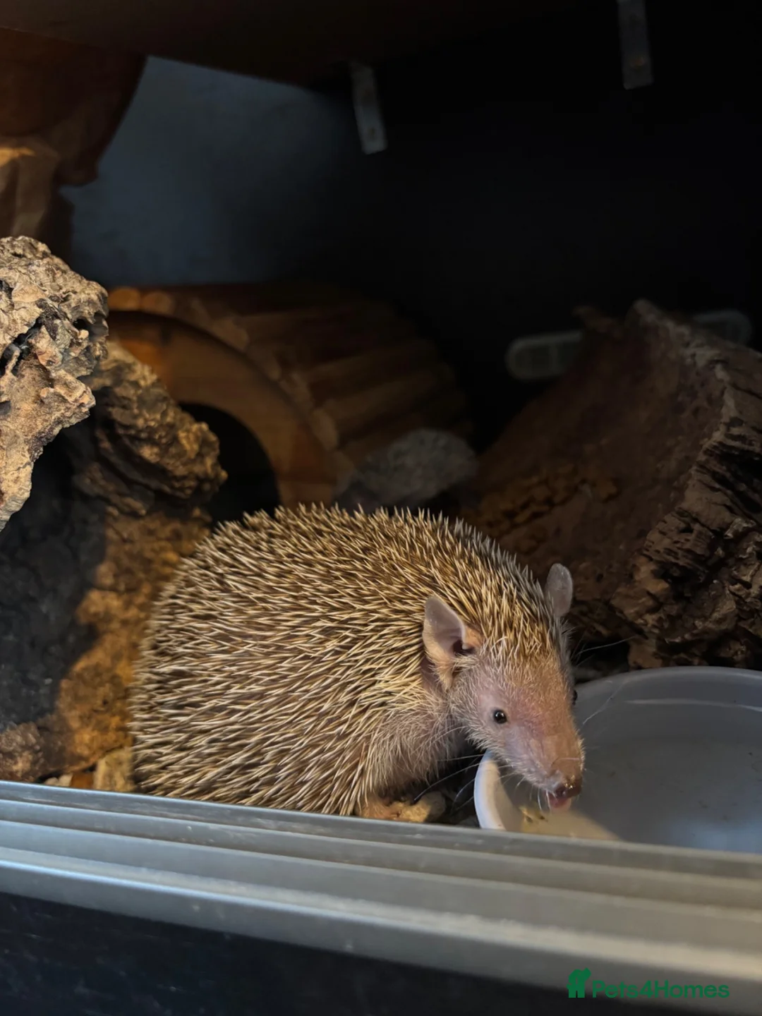 Mixed Breed rodents for sale: Lesser hedgehog tenrec  - Advert 2