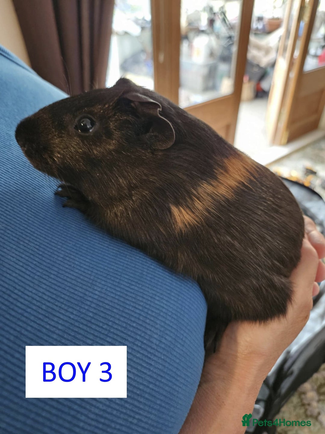 Guinea Pig rodents for sale: Male Guinea Pigs For Sale - Image 6