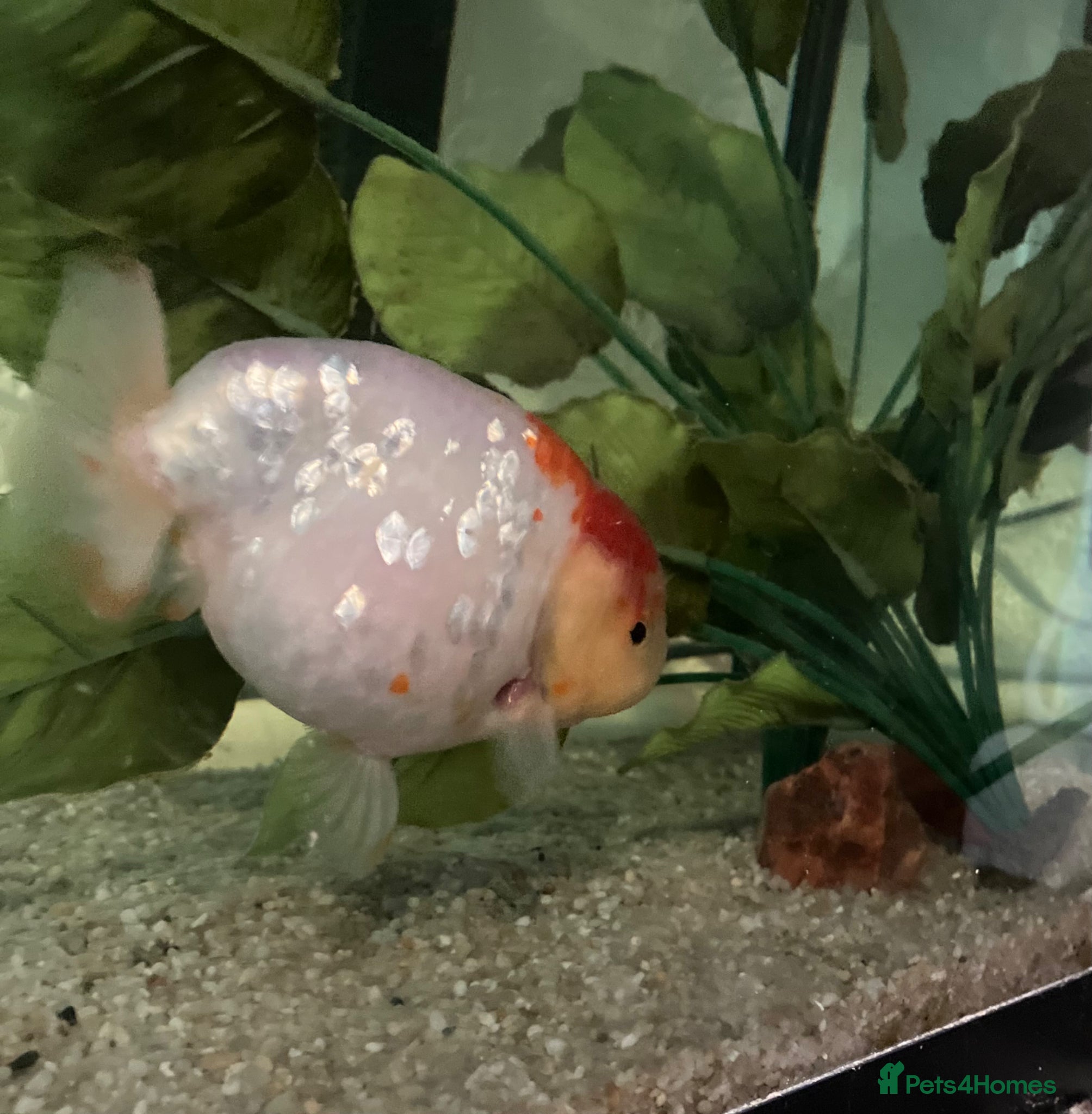 Fancy Goldfish fish Lonely fancy looking for new friends - Advert 17