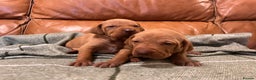 Hungarian Vizsla dogs for sale: Stunning Vizsla Puppies  - Advert 10