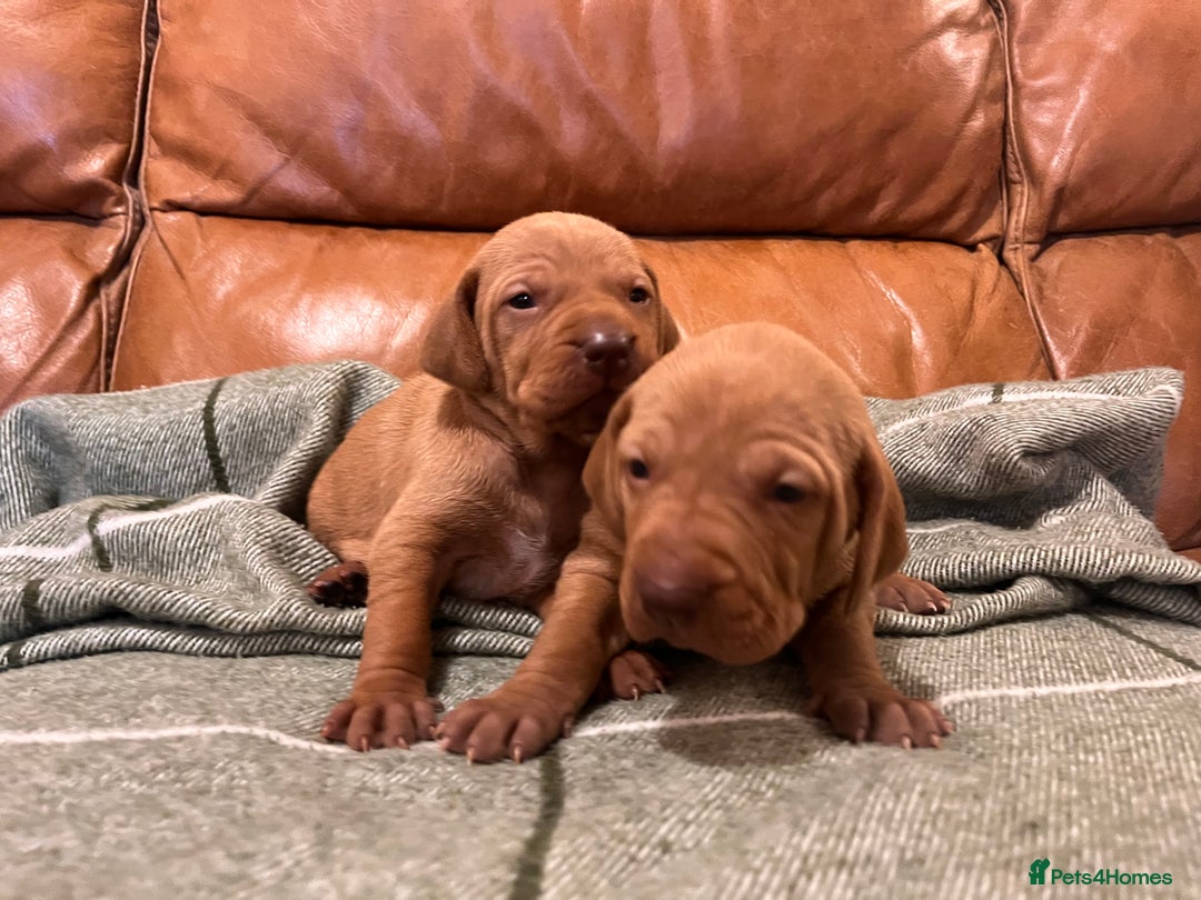 Hungarian Vizsla dogs for sale: Stunning Vizsla Puppies  - Advert 10