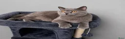 British Shorthair cats for sale: GCCF Beautiful British Shorthair Kittens for sale in Bolton - Advert 8