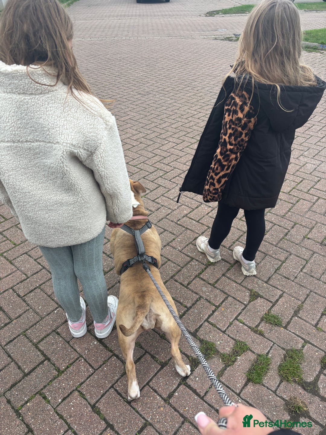 Mixed Breed dogs for sale: English bulldog / staff  - Advert 3