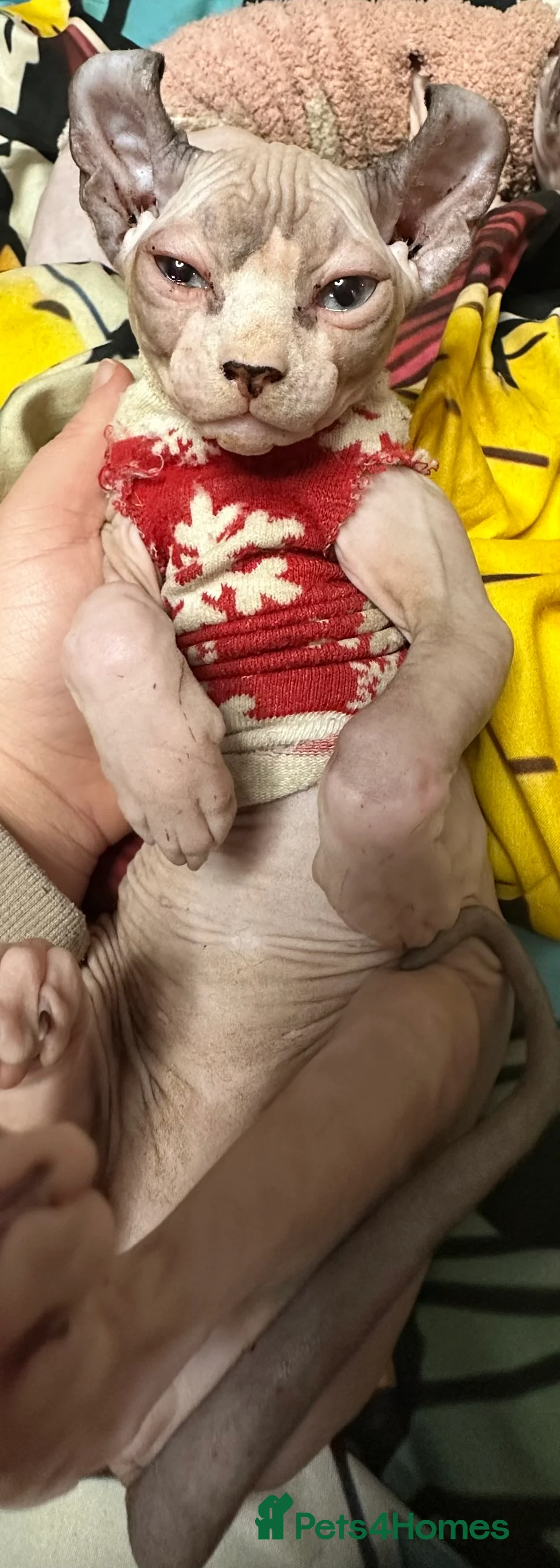 Sphynx cats for sale: LOVING SPHYNX KITTENS READY TO GO🤍 - Advert 9