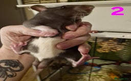 Rat rodents for sale: 9 gorgeous Male Rats - Image 5