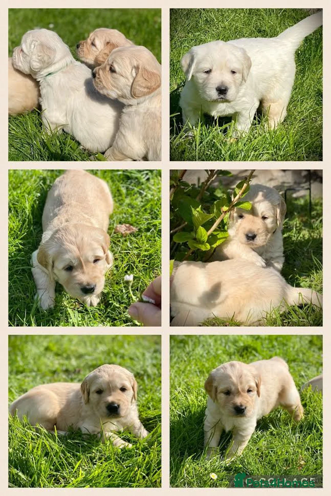 Golden Retriever dogs for stud: Sam. Available for Stud in Swansea - Advert 10