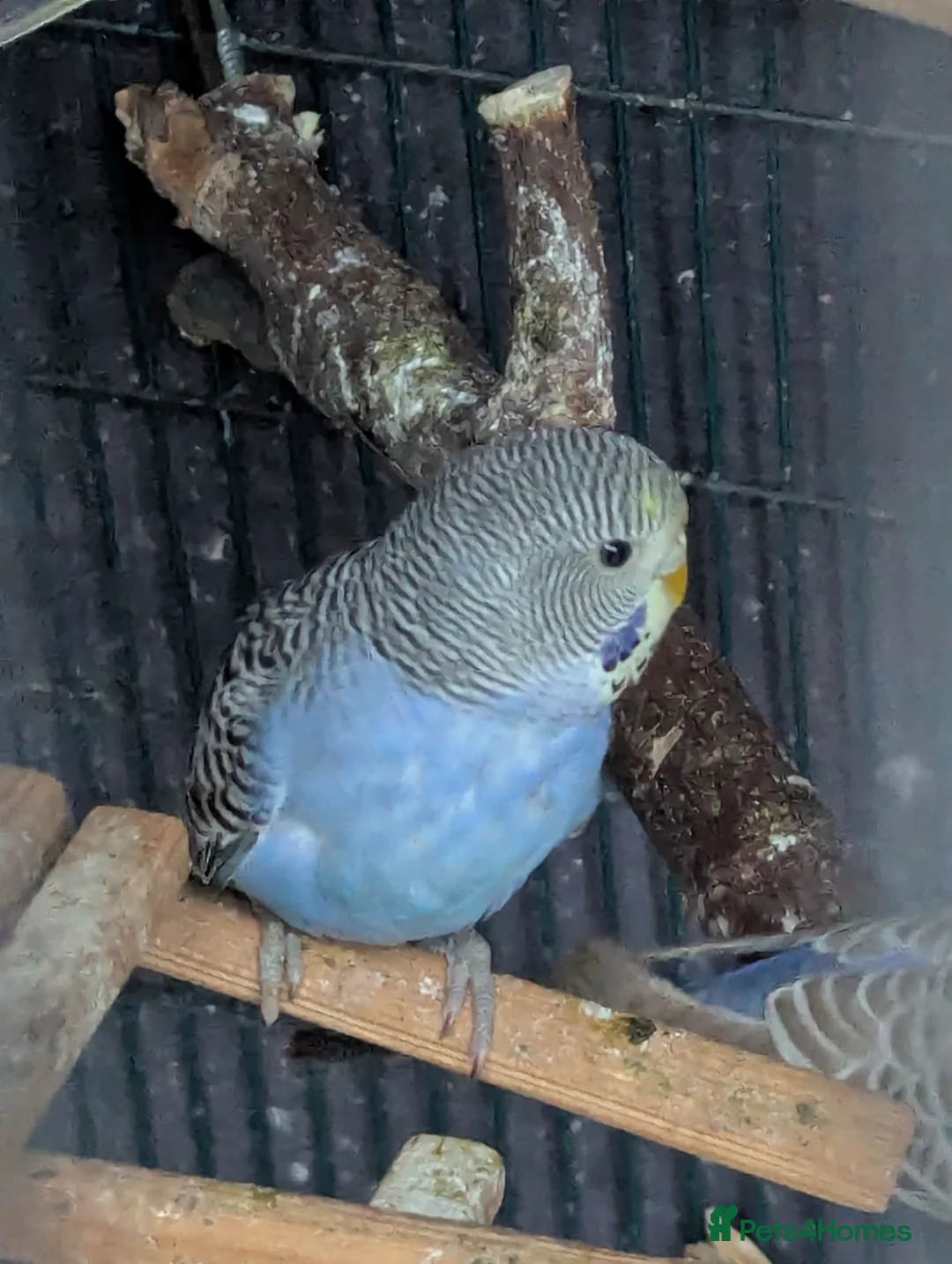 Budgerigars birds for sale: Baby budgies  - Advert 6