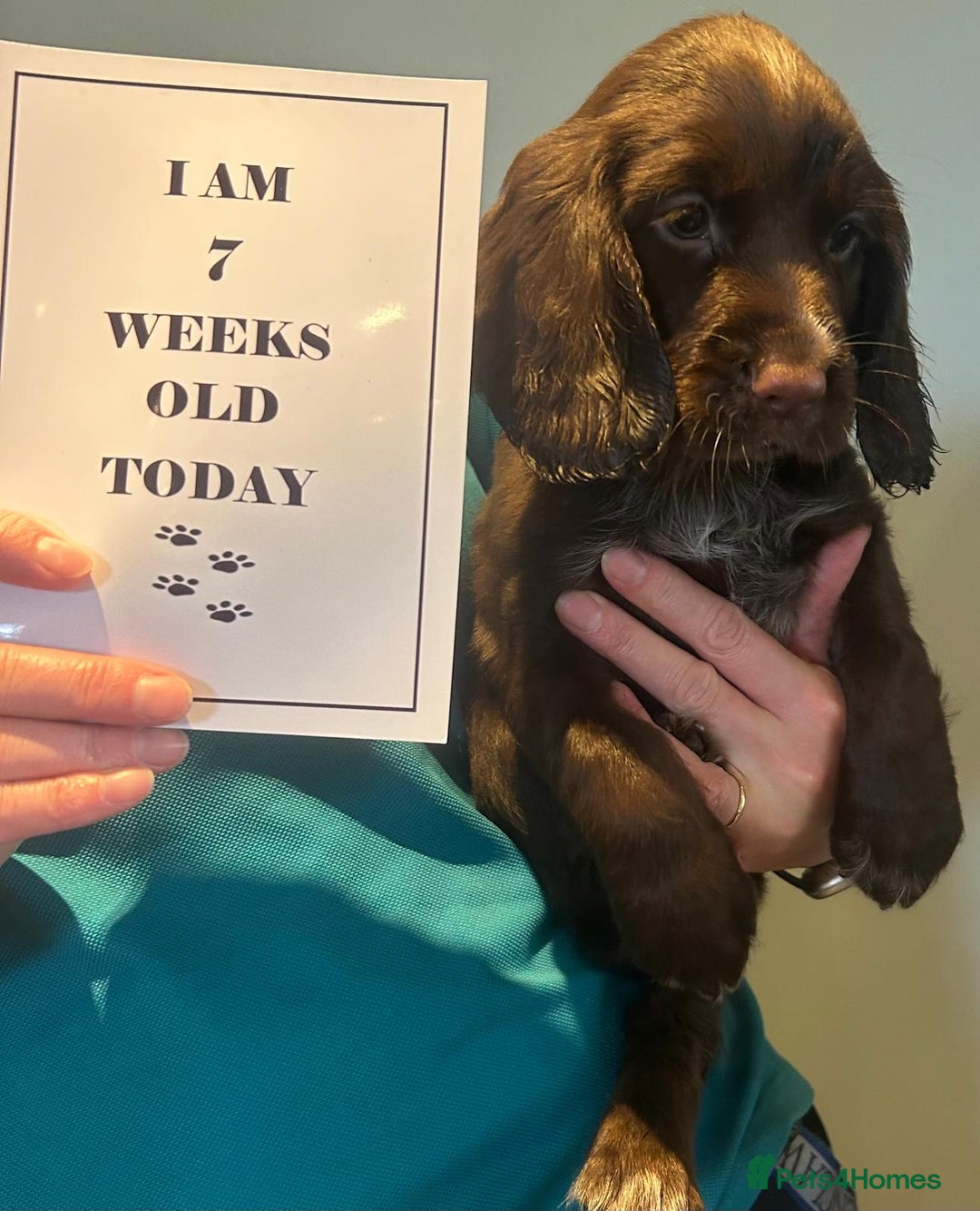 Sprocker dogs for sale: Sprocker Boys - Image 1