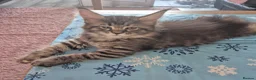 Maine Coon cats for sale: Amazing mainecoons. - Advert 8