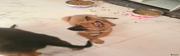 Belgian Shepherd Dog dogs for sale: Belgian malinois x german shepherd  - Advert 4