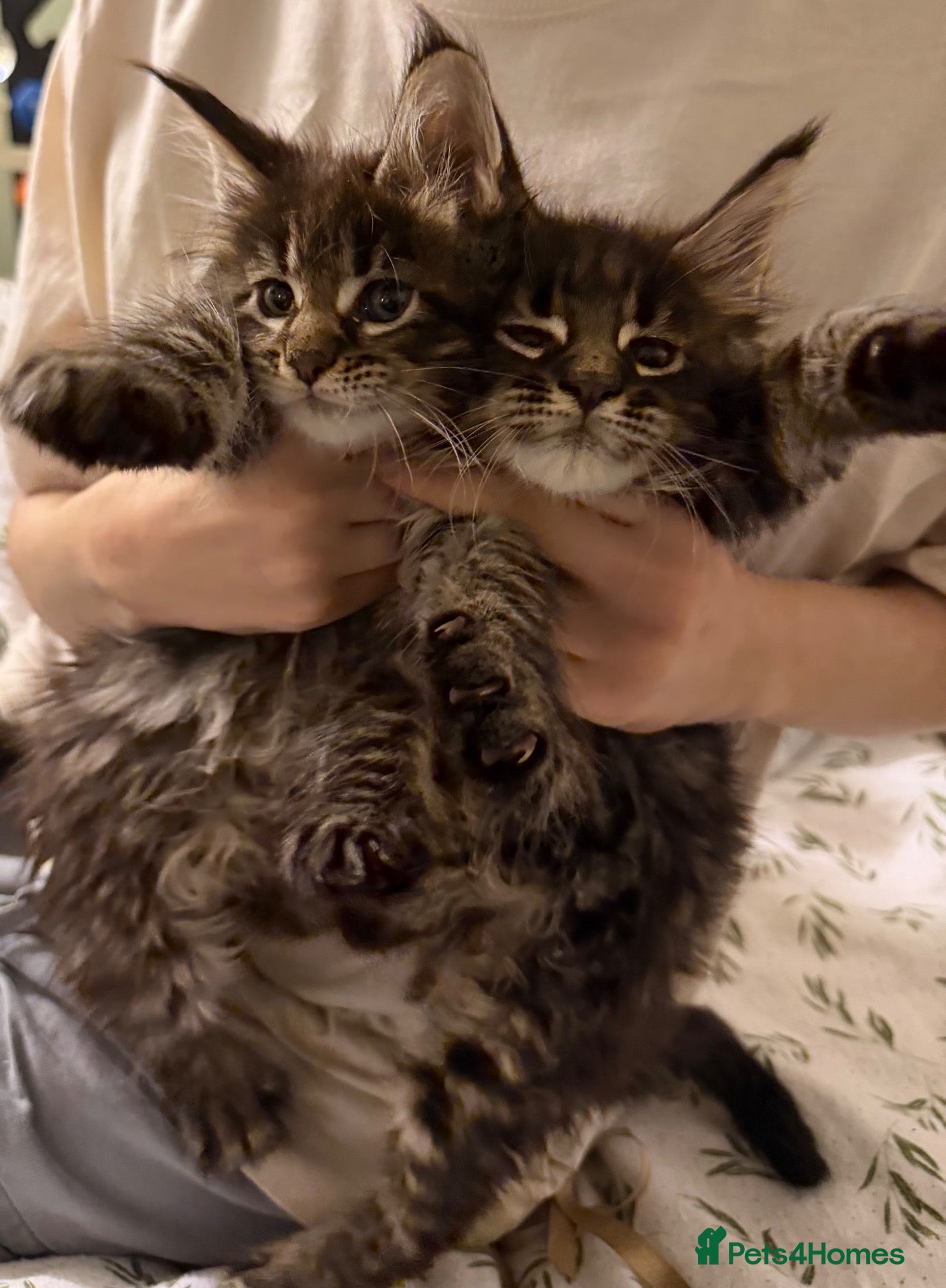 Maine Coon cats Large Kittens TICA Registered Champion lines - Advert 9