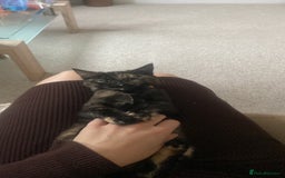 Domestic Shorthair cats for sale: Tortoise shell young cat  - Image 2