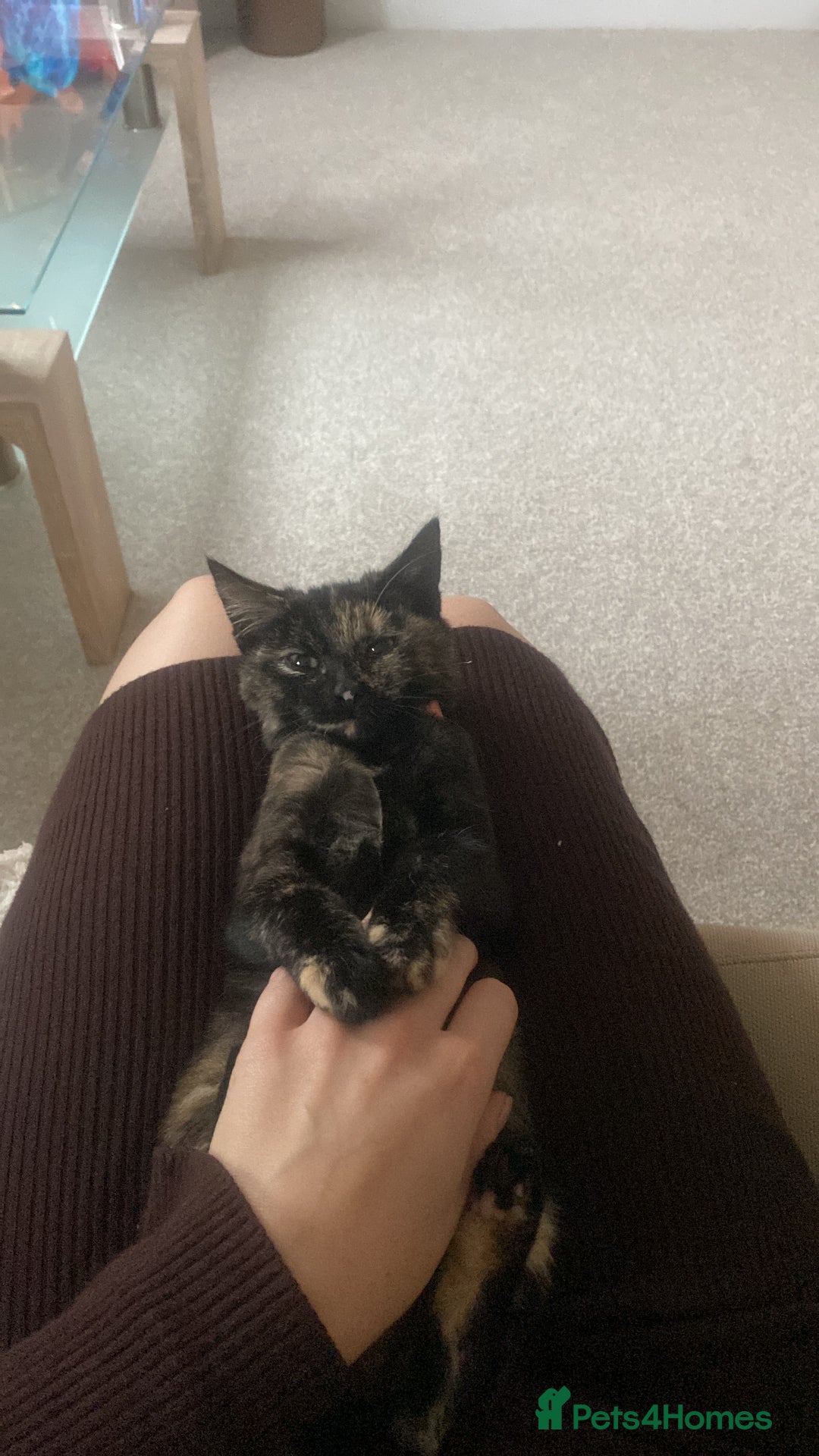 Domestic Shorthair cats for sale: Tortoise shell young cat  - Image 2