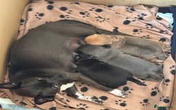 Chihuahua dogs for sale: Stunning Little Short Coat Chihuahuas - Image 12