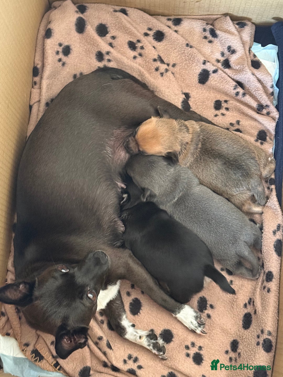 Chihuahua dogs for sale: Stunning Little Short Coat Chihuahuas - Image 12