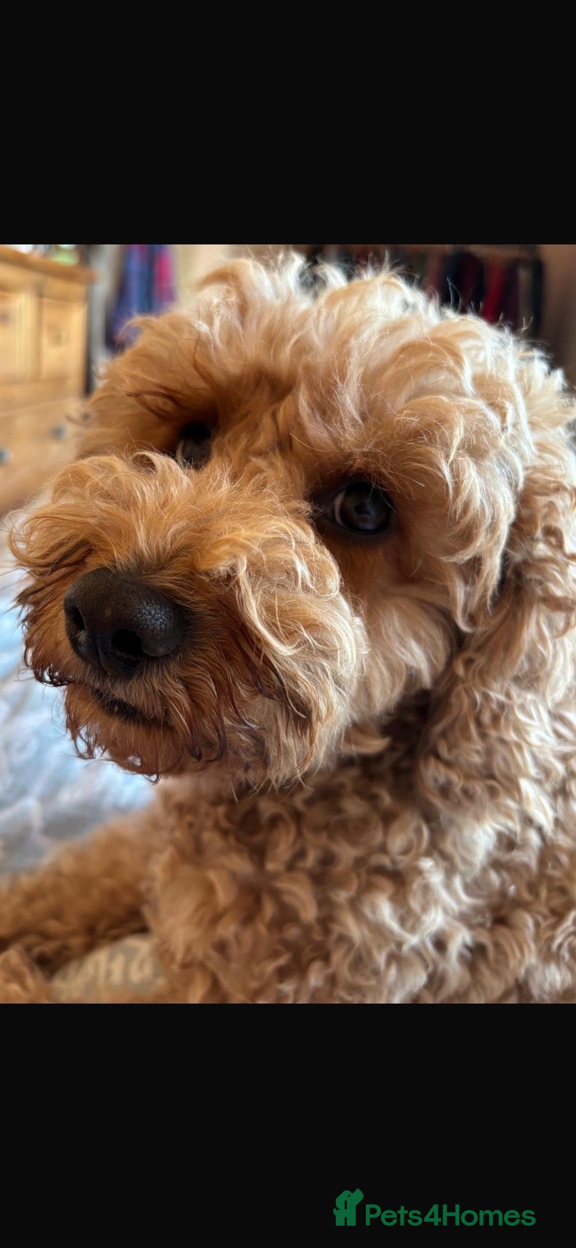 Cavapoo dogs Cavapoo puppies. Devon  - Advert 2
