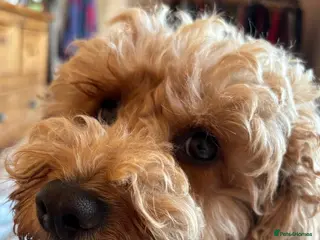 Cavapoo dogs Cavapoo puppies. Devon - Advert 2