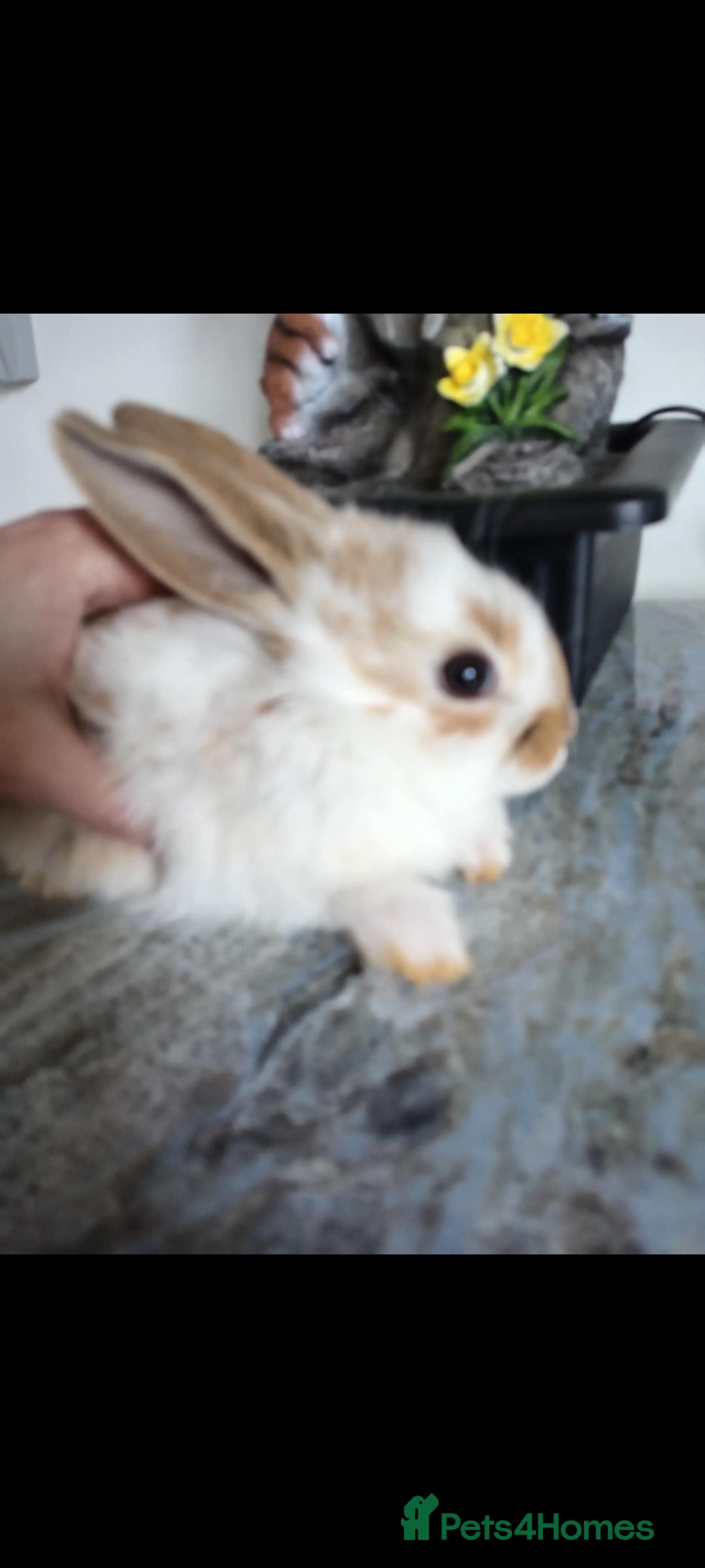 Mini Lop rabbits Baby lops - Advert 13