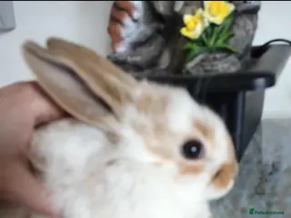 Mini Lop rabbits Baby lops - Advert 13