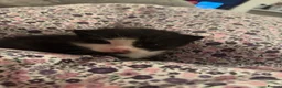 Mixed Breed cats for sale: Male black and white kitten  - Advert 6