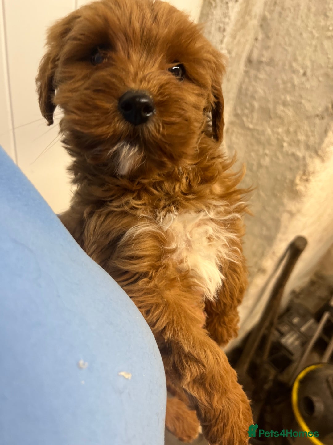 Labradoodle dogs for sale: Gorgeous Health Checked Labradoodle Puppies - Advert 23