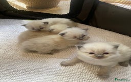 Ragdoll cats for sale: 3 Left! Gorgous blue point girls available🐾 - Image 8