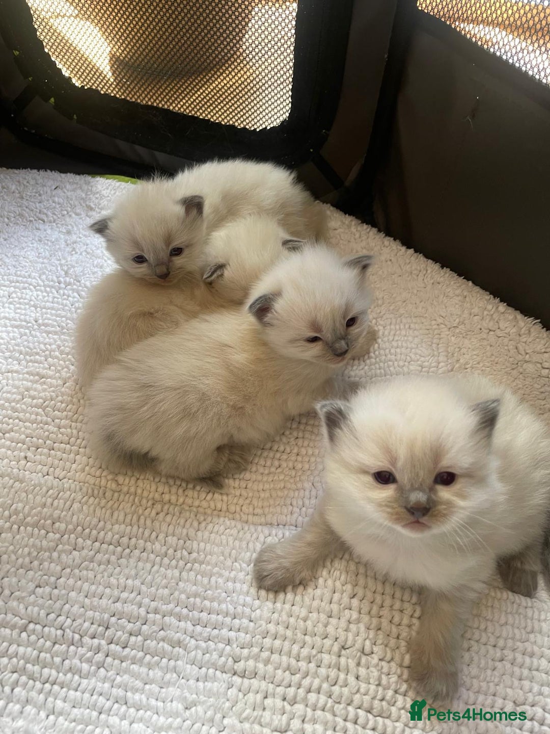 Ragdoll cats for sale: 3 Left! Gorgous blue point girls available🐾 - Image 8