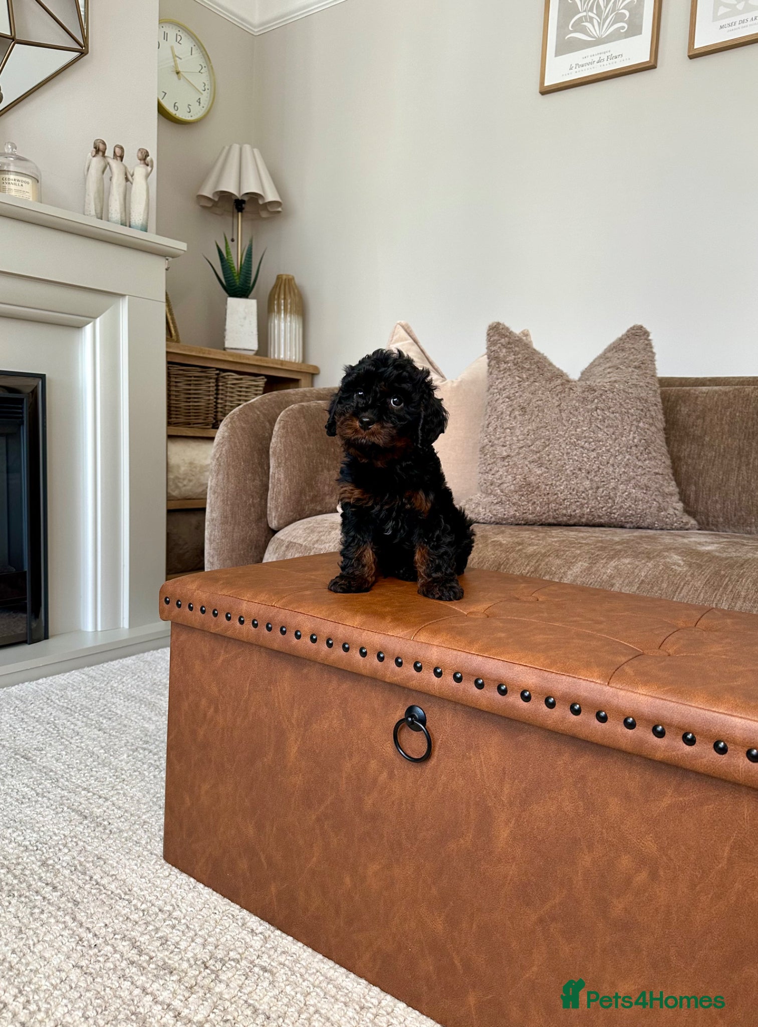 Cavapoo dogs Adorable Cavapoo puppies. Health tested Parent.  - Advert 1